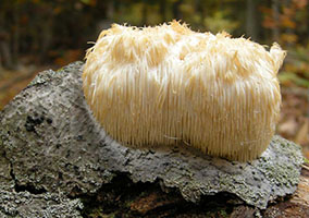 most of these are seen on dead hardwoods and turn yellow with age. Hericium erinaceus.
